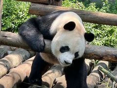 -黔灵山公园