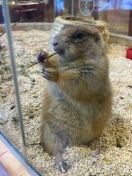 -卡通尼·Safari非洲探索乐园·生日会(金桥国际商业广场店)