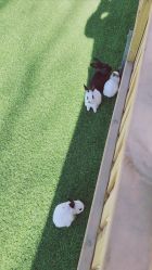 -萌宠亲子动物乐园(槐房万达店)