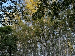 -御道口草原森林风景区