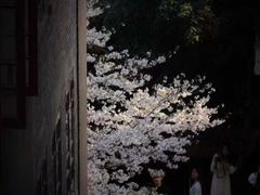 -武汉大学-樱园