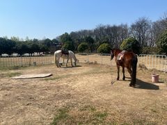 -合肥三国新城遗址公园