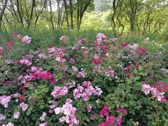 -西湖风景区-江洋畈生态公园