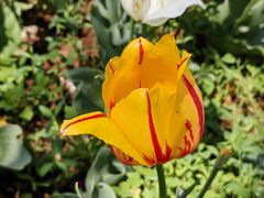 -北京国际鲜花港