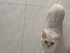 -伟伟宠物医院·瑞派猫友好医院·猫科(光谷店)