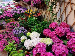 -双季花艺园艺市场(浦东店)