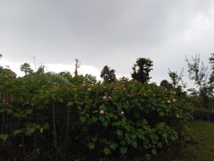 -广西壮族自治区药用植物园