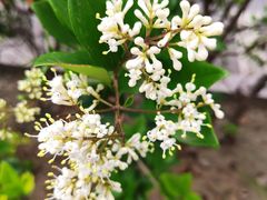 -如意香辣鸡架(总店)