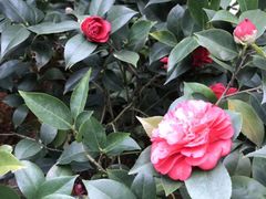 -金花茶公园