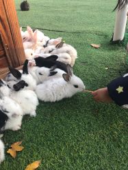 -萌宠亲子动物乐园(槐房万达店)