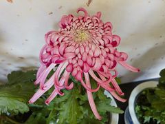 -杭州植物园