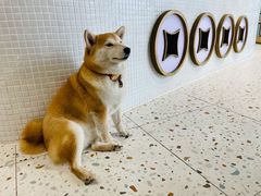 -柴务处·柴犬主题狗咖
