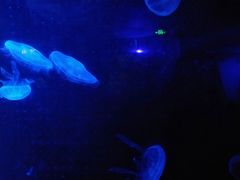 -锦艺城海洋馆