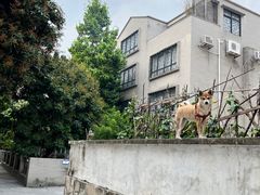 -小洲村