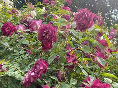 -人民公园(罗湖区)