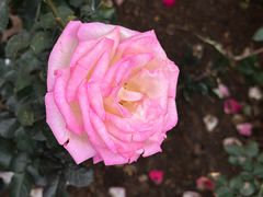 -人民公园(罗湖区)