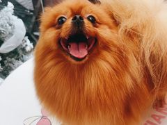 -FAELING PETS美天灵宠物(合生汇店)