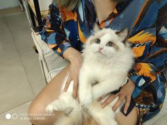 -lincat·猫舍(广州店)