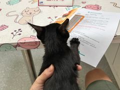 -伟伟宠物医院·瑞派猫友好医院·猫科(光谷店)