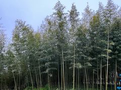 -黄海国家森林公园