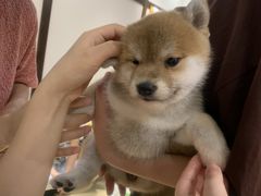 -逗柴咖啡屋·狗咖猫咖宠物桌游