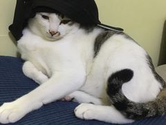 -中农国际动物医院24小时·猫科·骨科·急重症中心