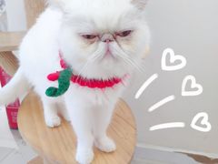 -怪兽屋·羊驼·猫咖·狗咖(俊华广场店)