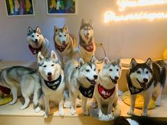 -Husky Go! 哈士奇体验馆·宠物咖啡厅狗咖