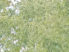 -蒌兰兰州牛肉面(龙湖上城店)