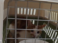 -思琪宠物医院(昆山花桥店)