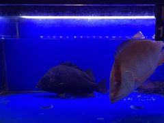 -海陵岛保利皇冠假日酒店·御公馆中餐厅 CANAL LNUA