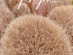 -花开海上生态园