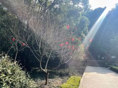 -上海佘山国家森林公园天马山园