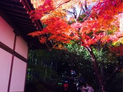 常寂光寺-常寂光寺