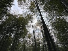 -宁波浙东大竹海景区