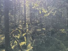 -汤旺河林海奇石景区