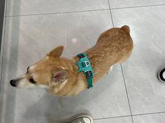 -中农大我爱我爱动物医院·核磁CT·猫病·24小时夜诊中心(石佛营店)