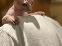 -飞行喵MR PILOT|猫舍·猫咖(静安大融城店)
