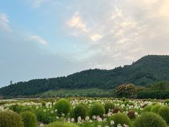 -径山花海