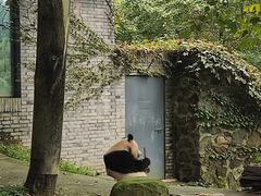 -都江堰中华大熊猫苑