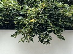 -上海方塔园