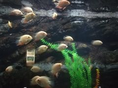 -苏州海洋馆