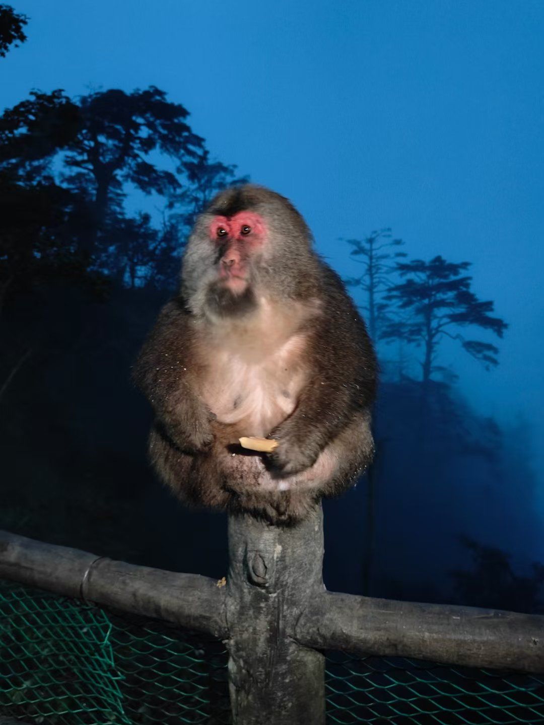 憨态可掬的峨眉山月"猴"🐵