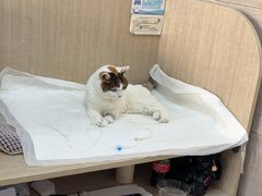 -北京观赏动物医院·24小时大型综合·猫专科·异宠专科