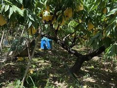 -南汇水蜜桃采摘(大团店)