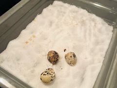 -广交会威斯汀酒店