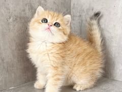 -小猫来了·猫舍(红山六九七九店)