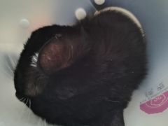 -纳吉亚猫专科动物诊疗中心(蒋宅口分院)