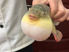 -长顺河豚馆(江洲东路)