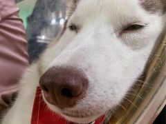 火锅-Husky Go! 哈士奇体验馆·宠物咖啡厅狗咖